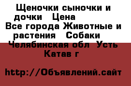 Щеночки-сыночки и дочки › Цена ­ 30 000 - Все города Животные и растения » Собаки   . Челябинская обл.,Усть-Катав г.